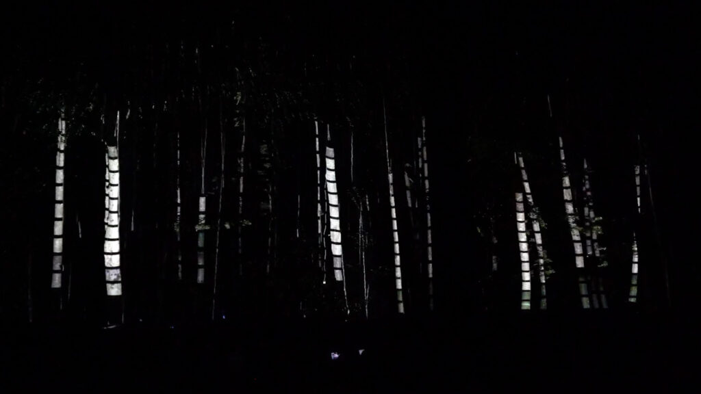 RESONANT TREES AT PAGANELLA